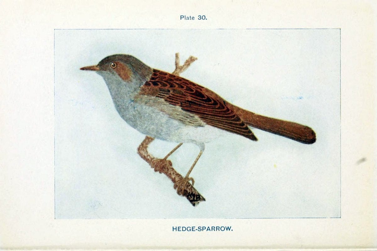 British birds & their eggs :.London :W. & R. Chambers,1909.  | Birds Eggs "Great Britain" Nests | Vintage Print Reproduction 463515