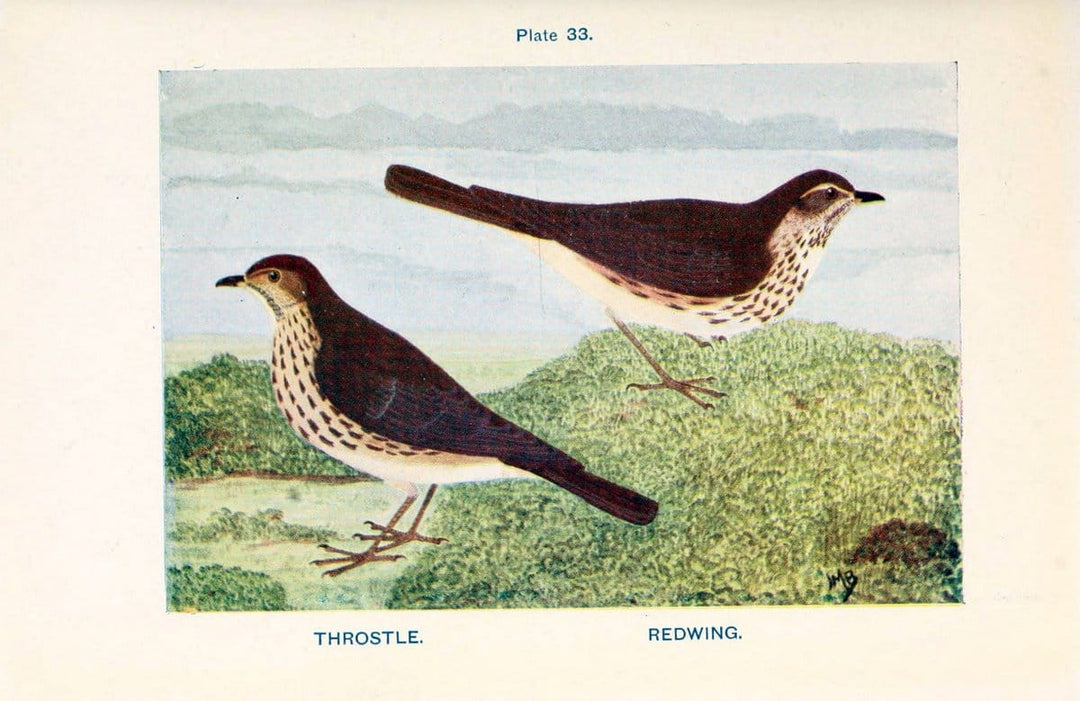 British birds & their eggs :.London :W. & R. Chambers,1909.  | Birds Eggs "Great Britain" Nests | Vintage Print Reproduction 463516