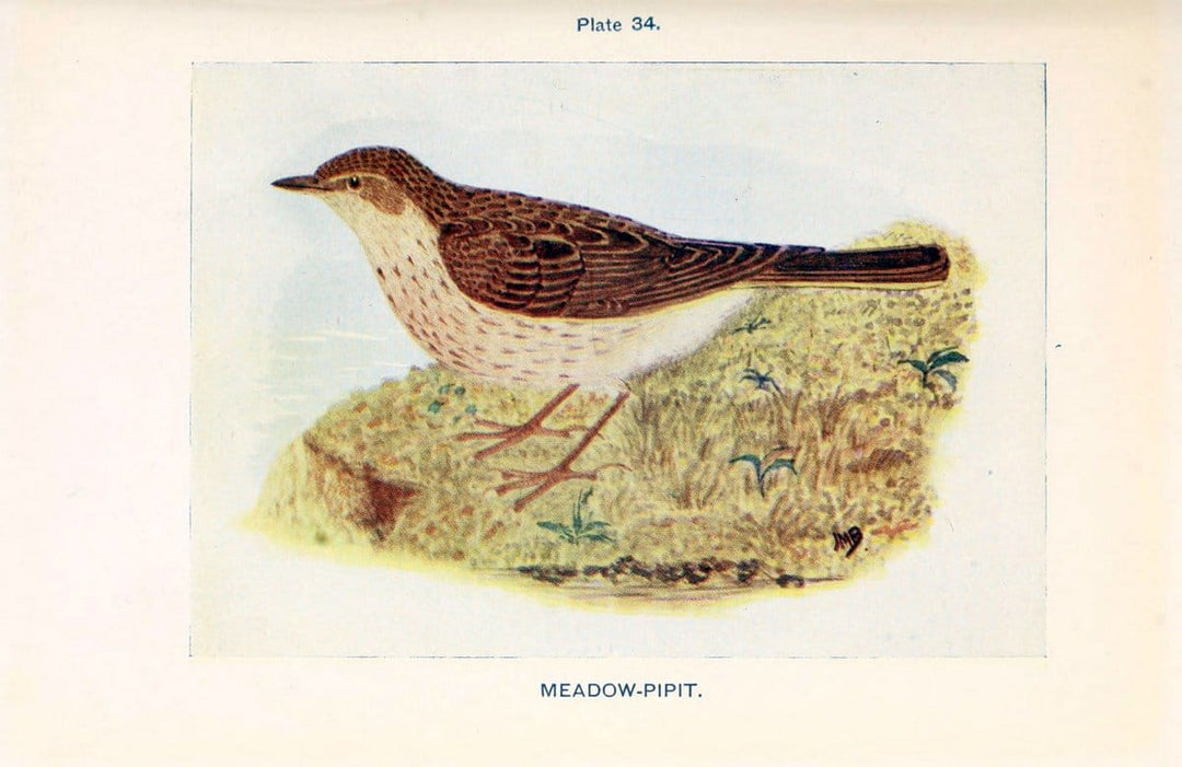 British birds & their eggs :.London :W. & R. Chambers,1909.  | Birds Eggs "Great Britain" Nests | Vintage Print Reproduction 463517
