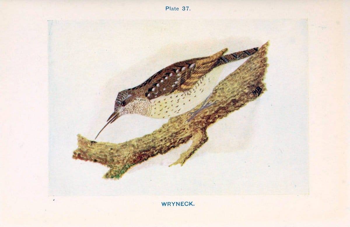 British birds & their eggs :.London :W. & R. Chambers,1909.  | Birds Eggs "Great Britain" Nests | Vintage Print Reproduction 463518
