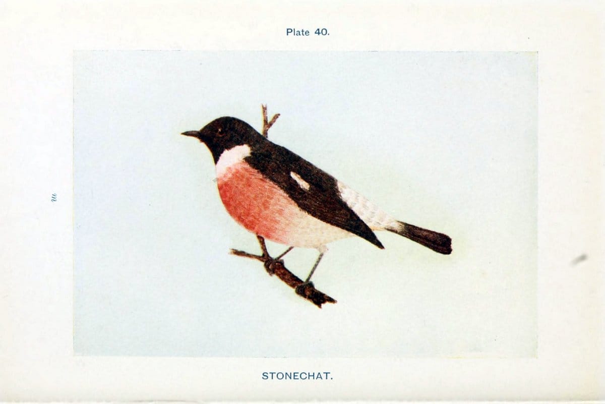 British birds & their eggs :.London :W. & R. Chambers,1909.  | Birds Eggs "Great Britain" Nests | Vintage Print Reproduction 463519