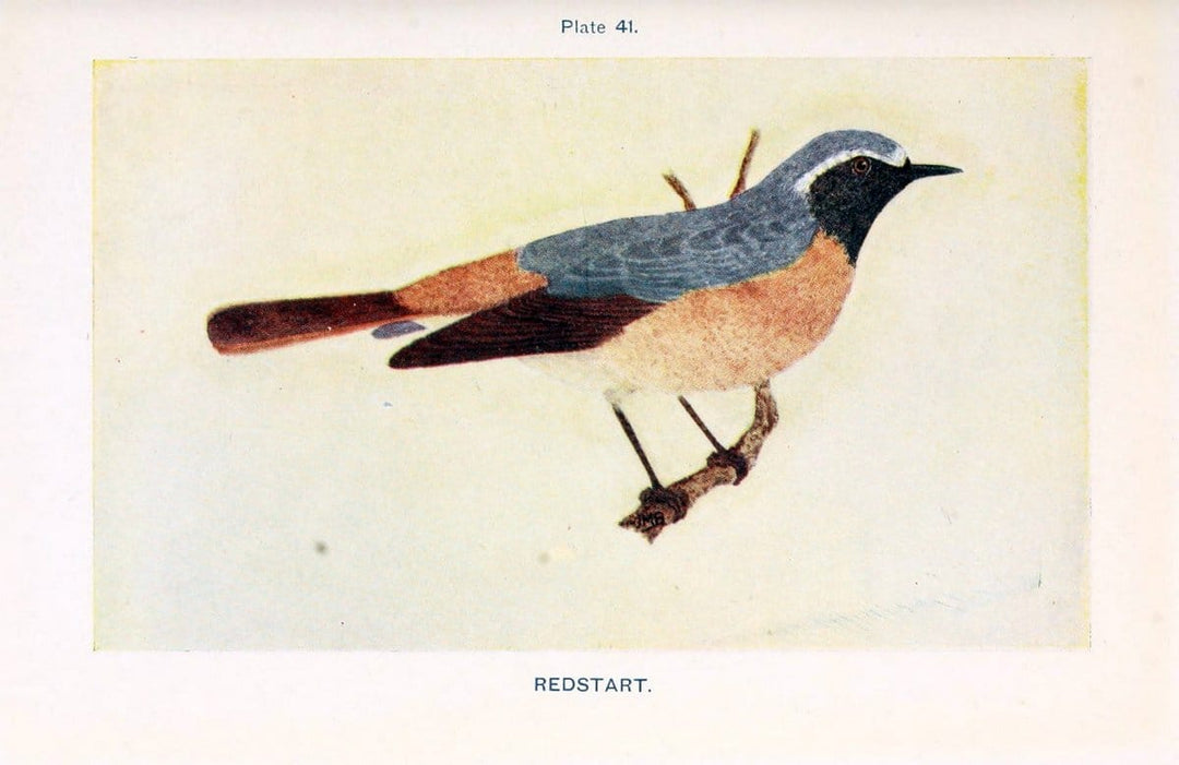 British birds & their eggs :.London :W. & R. Chambers,1909.  | Birds Eggs "Great Britain" Nests | Vintage Print Reproduction 463520