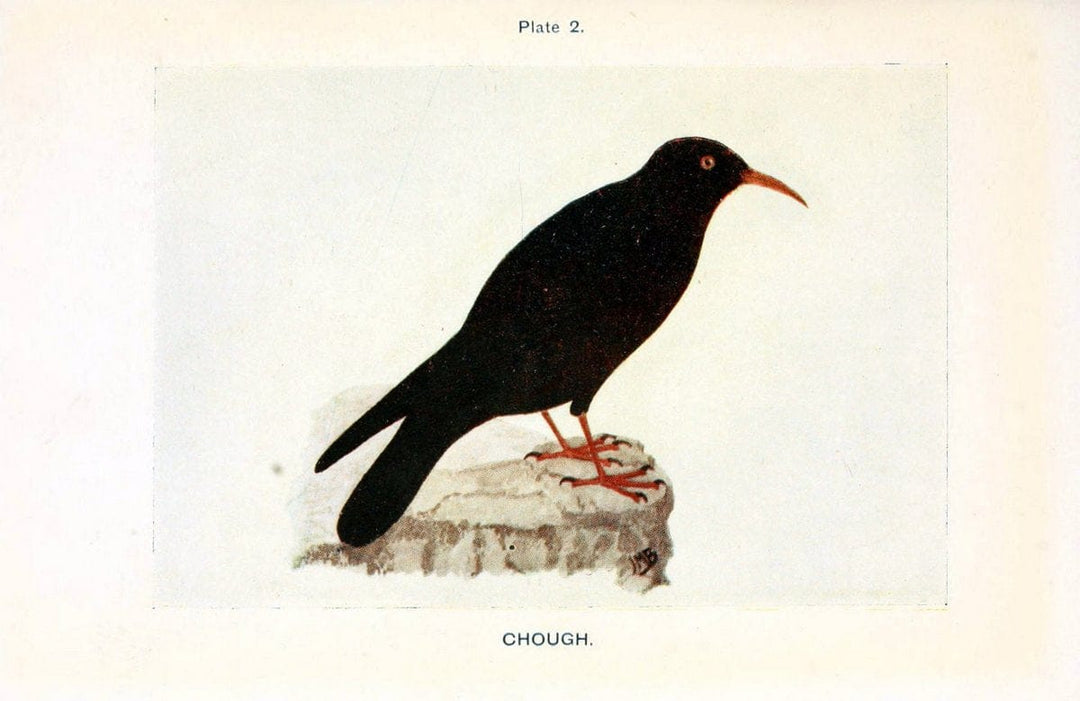 British birds & their eggs :.London :W. & R. Chambers,1909.  | Birds Eggs "Great Britain" Nests | Vintage Print Reproduction 463521