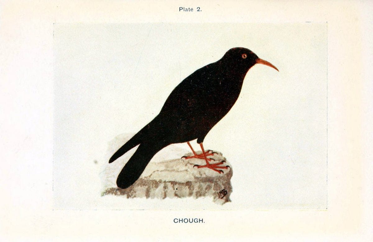 British birds & their eggs :.London :W. & R. Chambers,1909.  | Birds Eggs "Great Britain" Nests | Vintage Print Reproduction 463521