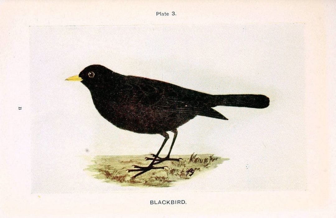 British birds & their eggs :.London :W. & R. Chambers,1909.  | Birds Eggs "Great Britain" Nests | Vintage Print Reproduction 463522