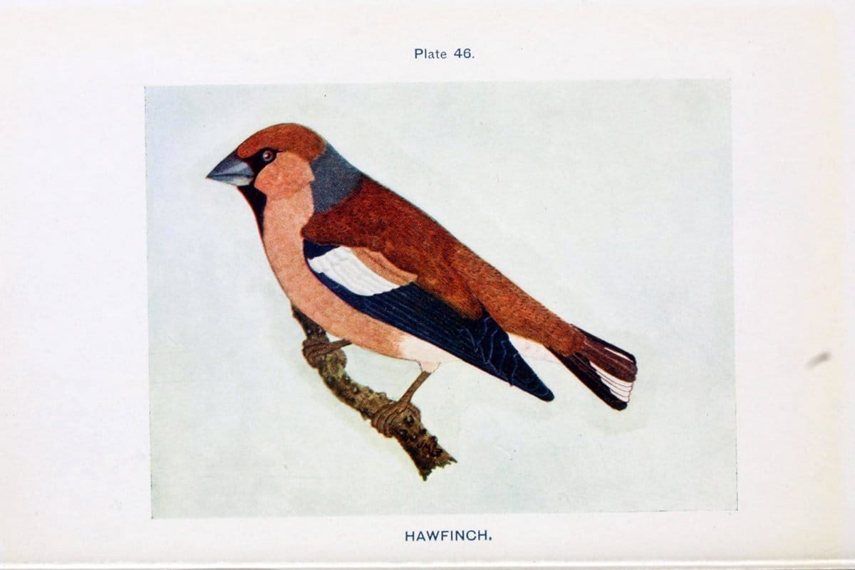 British birds & their eggs :.London :W. & R. Chambers,1909.  | Birds Eggs "Great Britain" Nests | Vintage Print Reproduction 463523