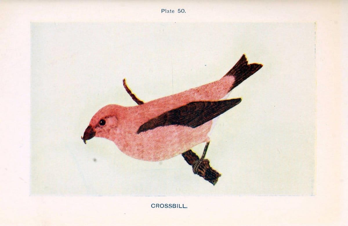 British birds & their eggs :.London :W. & R. Chambers,1909.  | Birds Eggs "Great Britain" Nests | Vintage Print Reproduction 463524