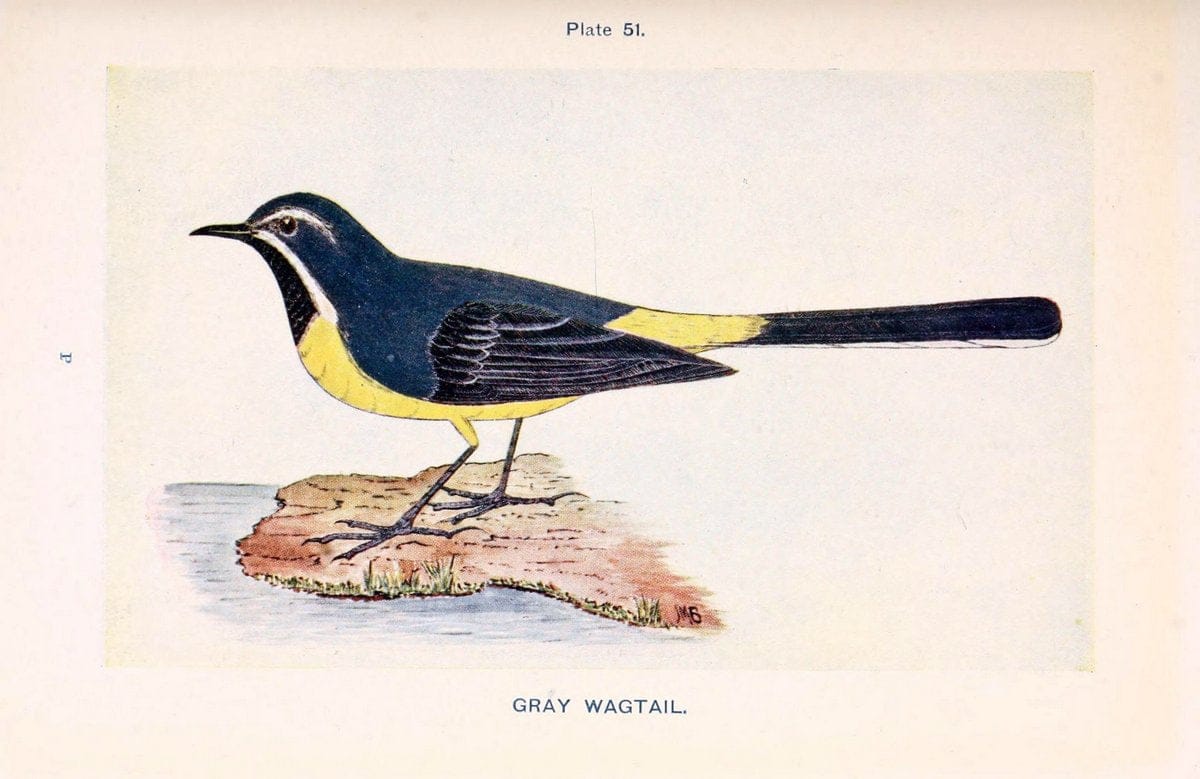 British birds & their eggs :.London :W. & R. Chambers,1909.  | Birds Eggs "Great Britain" Nests | Vintage Print Reproduction 463525