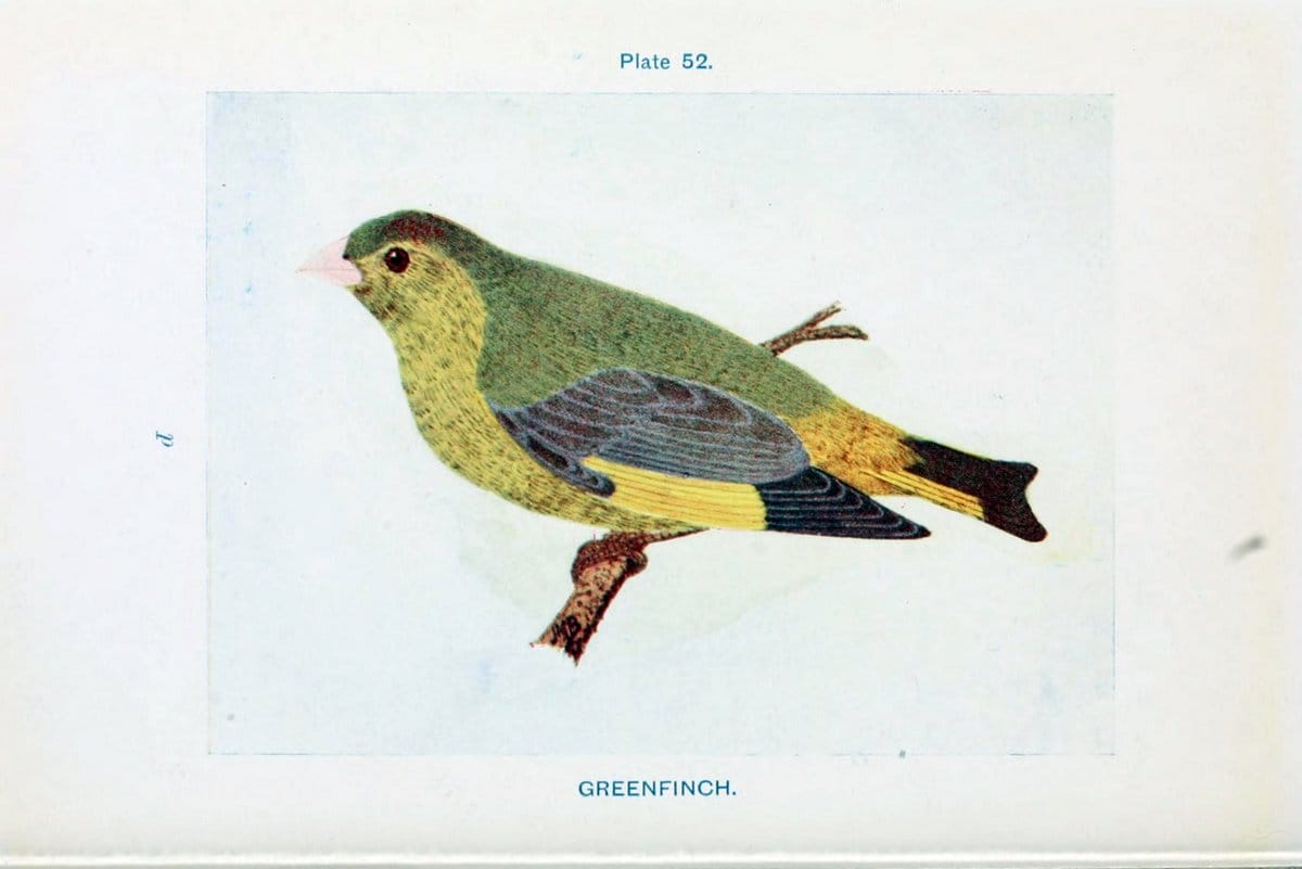 British birds & their eggs :.London :W. & R. Chambers,1909.  | Birds Eggs "Great Britain" Nests | Vintage Print Reproduction 463526