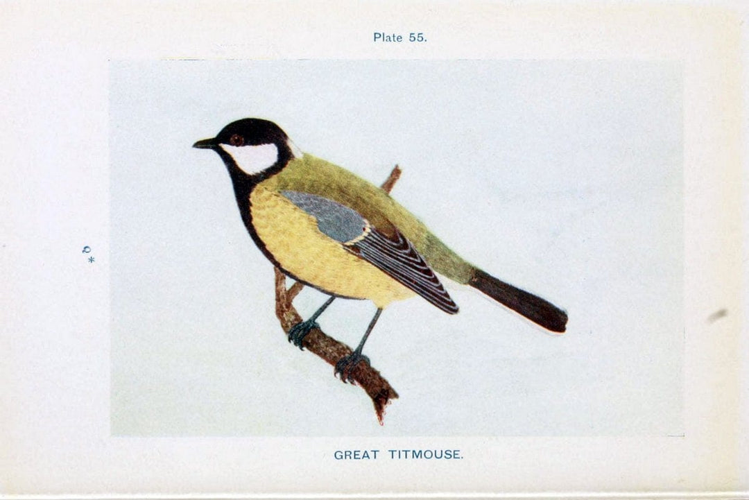 British birds & their eggs :.London :W. & R. Chambers,1909.  | Birds Eggs "Great Britain" Nests | Vintage Print Reproduction 463528