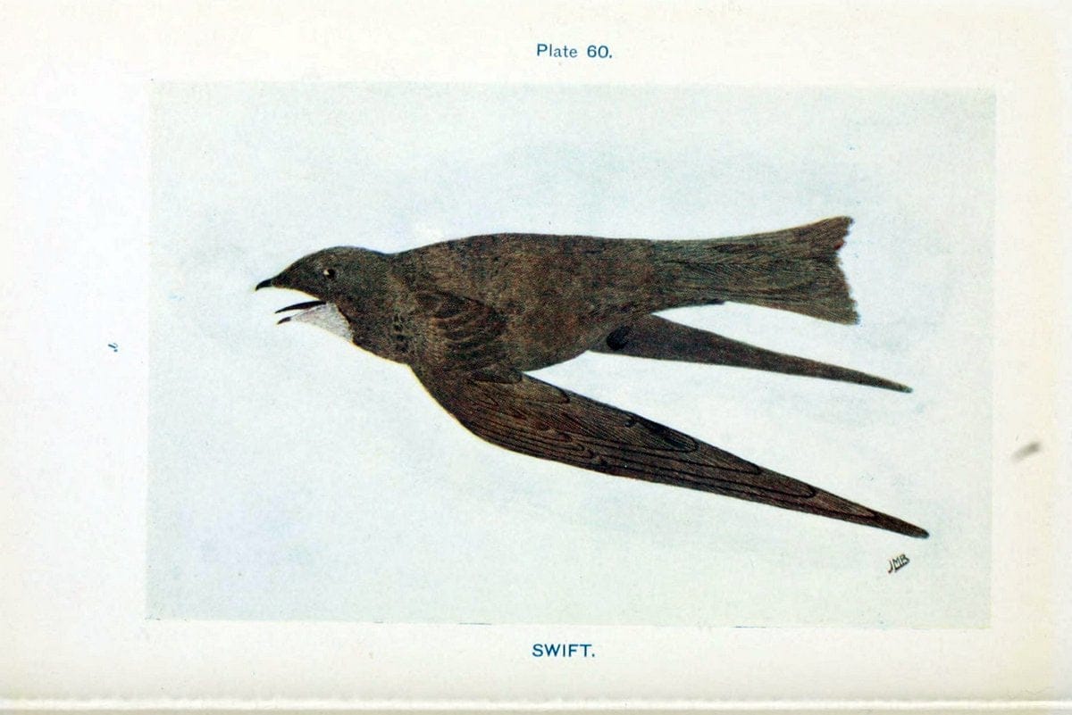 British birds & their eggs :.London :W. & R. Chambers,1909.  | Birds Eggs "Great Britain" Nests | Vintage Print Reproduction 463529