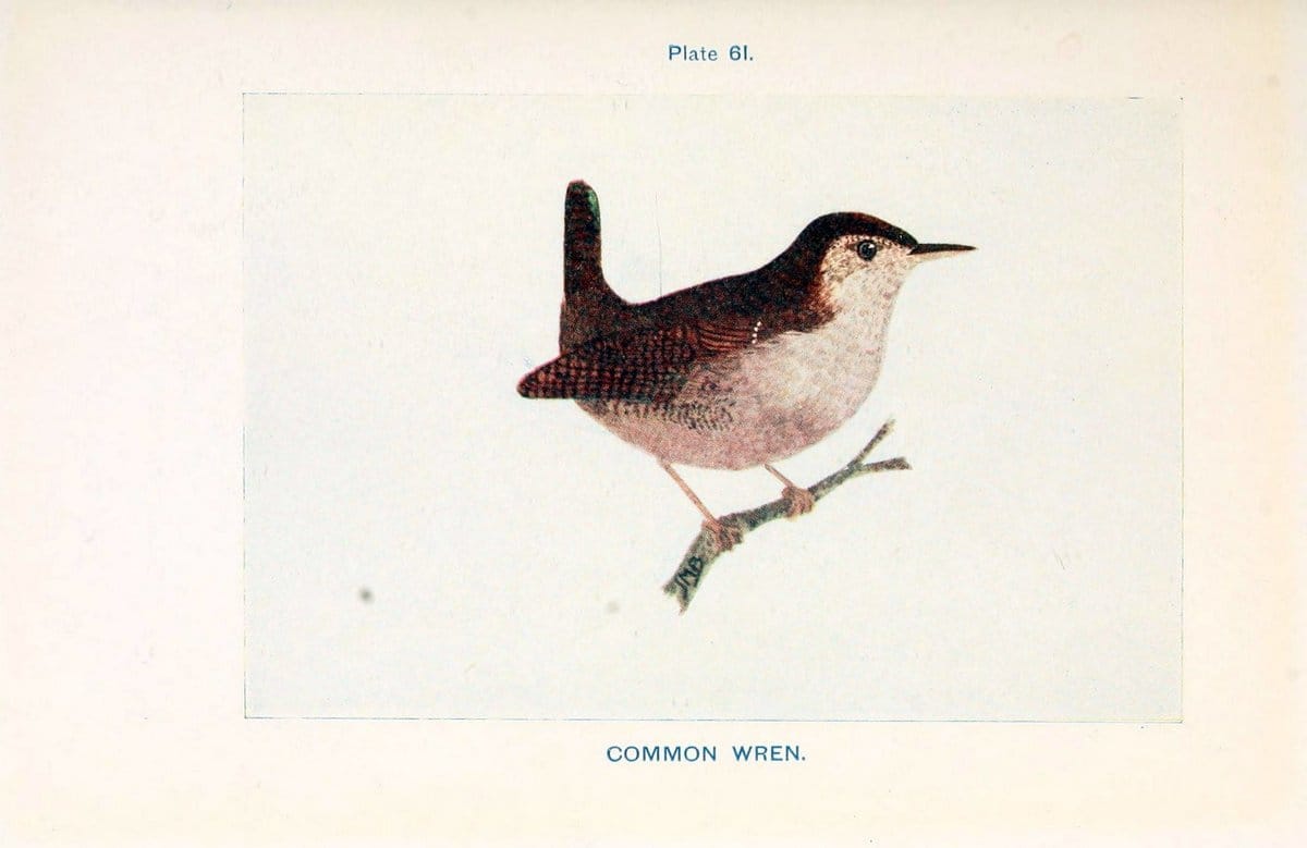 British birds & their eggs :.London :W. & R. Chambers,1909.  | Birds Eggs "Great Britain" Nests | Vintage Print Reproduction 463530