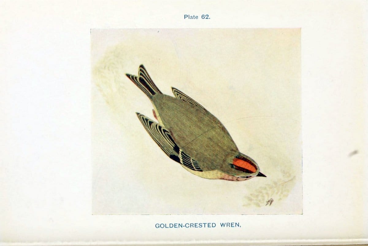 British birds & their eggs :.London :W. & R. Chambers,1909.  | Birds Eggs "Great Britain" Nests | Vintage Print Reproduction 463531