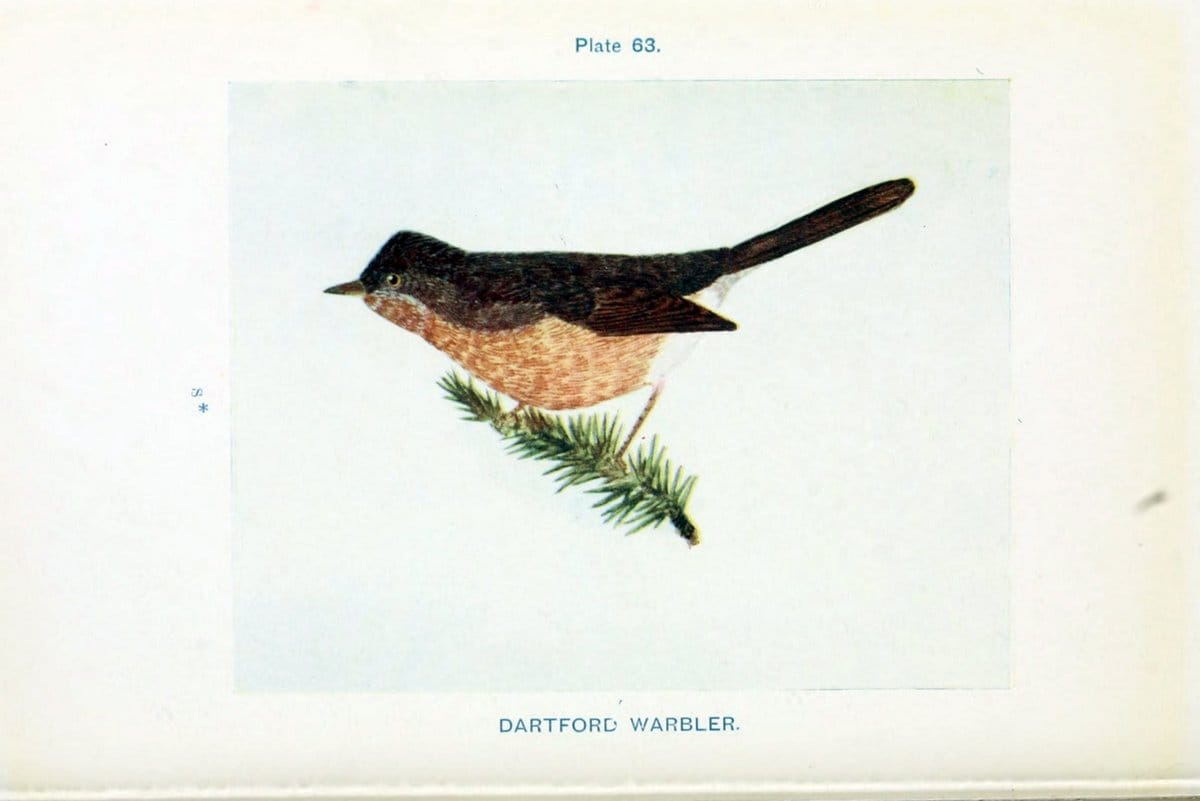 British birds & their eggs :.London :W. & R. Chambers,1909.  | Birds Eggs "Great Britain" Nests | Vintage Print Reproduction 463532