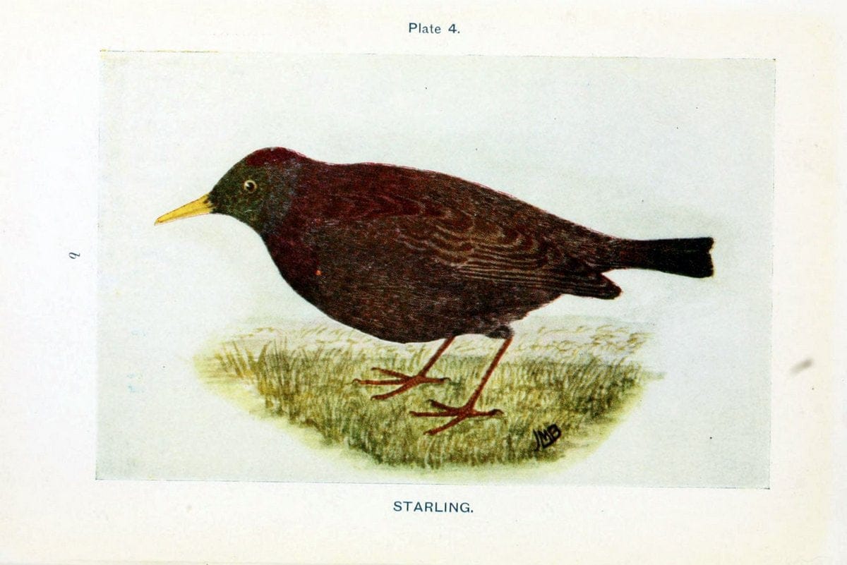 British birds & their eggs :.London :W. & R. Chambers,1909.  | Birds Eggs "Great Britain" Nests | Vintage Print Reproduction 463533