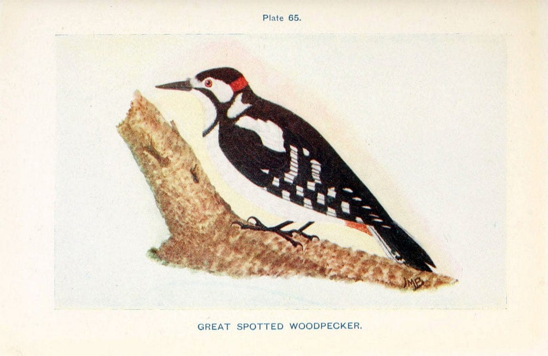 British birds & their eggs :.London :W. & R. Chambers,1909.  | Birds Eggs "Great Britain" Nests | Vintage Print Reproduction 463534