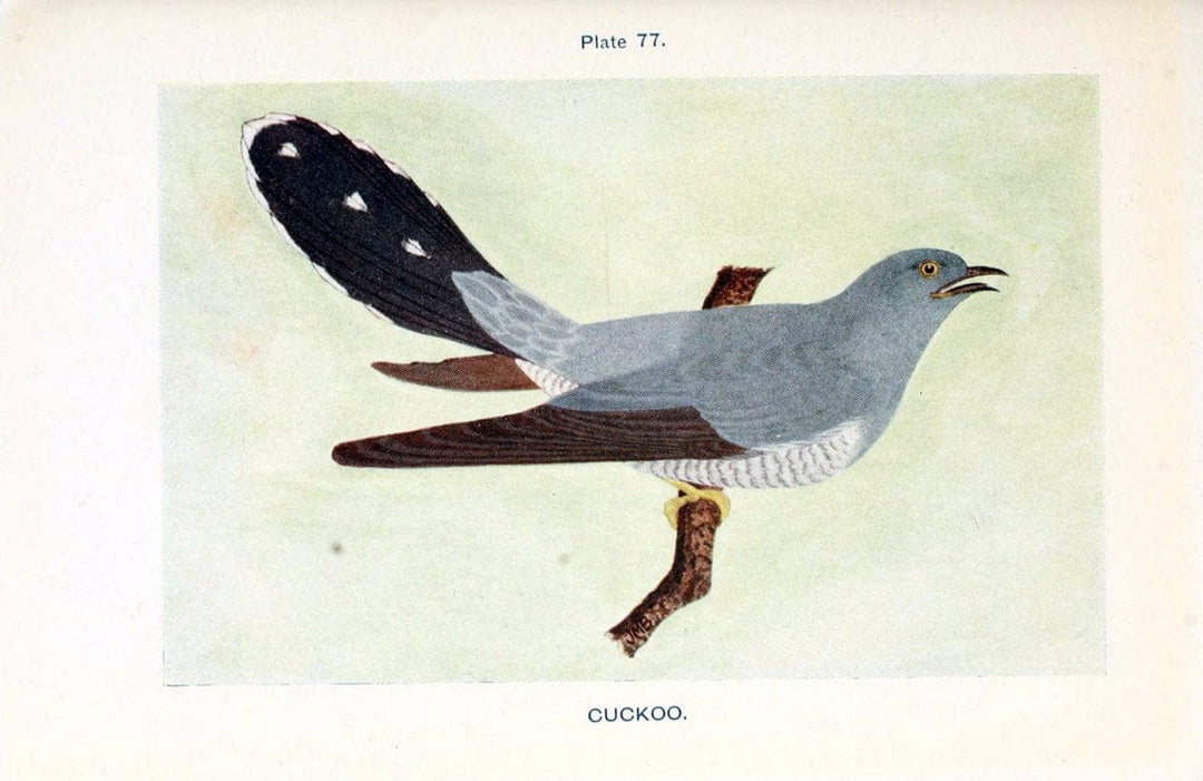 British birds & their eggs :.London :W. & R. Chambers,1909.  | Birds Eggs "Great Britain" Nests | Vintage Print Reproduction 463535
