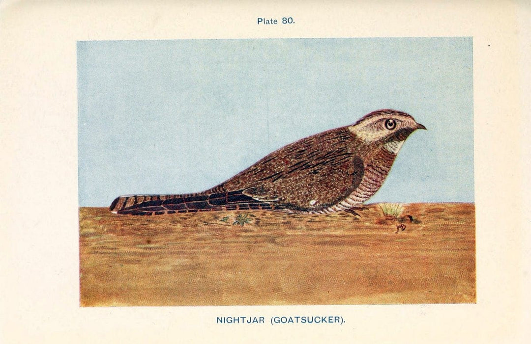British birds & their eggs :.London :W. & R. Chambers,1909.  | Birds Eggs "Great Britain" Nests | Vintage Print Reproduction 463536
