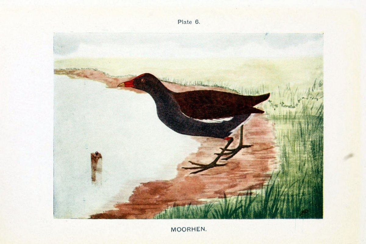 British birds & their eggs :.London :W. & R. Chambers,1909.  | Birds Eggs "Great Britain" Nests | Vintage Print Reproduction 463538