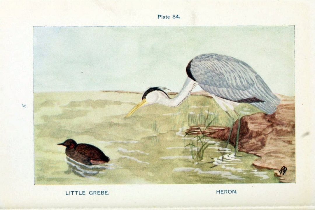 British birds & their eggs :.London :W. & R. Chambers,1909.  | Birds Eggs "Great Britain" Nests | Vintage Print Reproduction 463539