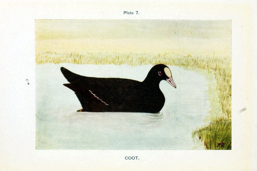 British birds & their eggs :.London :W. & R. Chambers,1909.  | Birds Eggs "Great Britain" Nests | Vintage Print Reproduction 463540