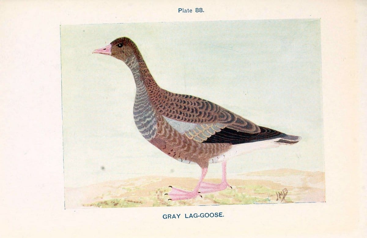 British birds & their eggs :.London :W. & R. Chambers,1909.  | Birds Eggs "Great Britain" Nests | Vintage Print Reproduction 463541