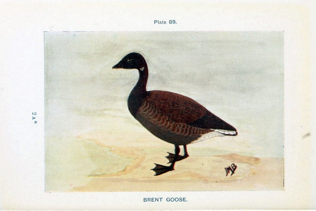 British birds & their eggs :.London :W. & R. Chambers,1909.  | Birds Eggs "Great Britain" Nests | Vintage Print Reproduction 463542