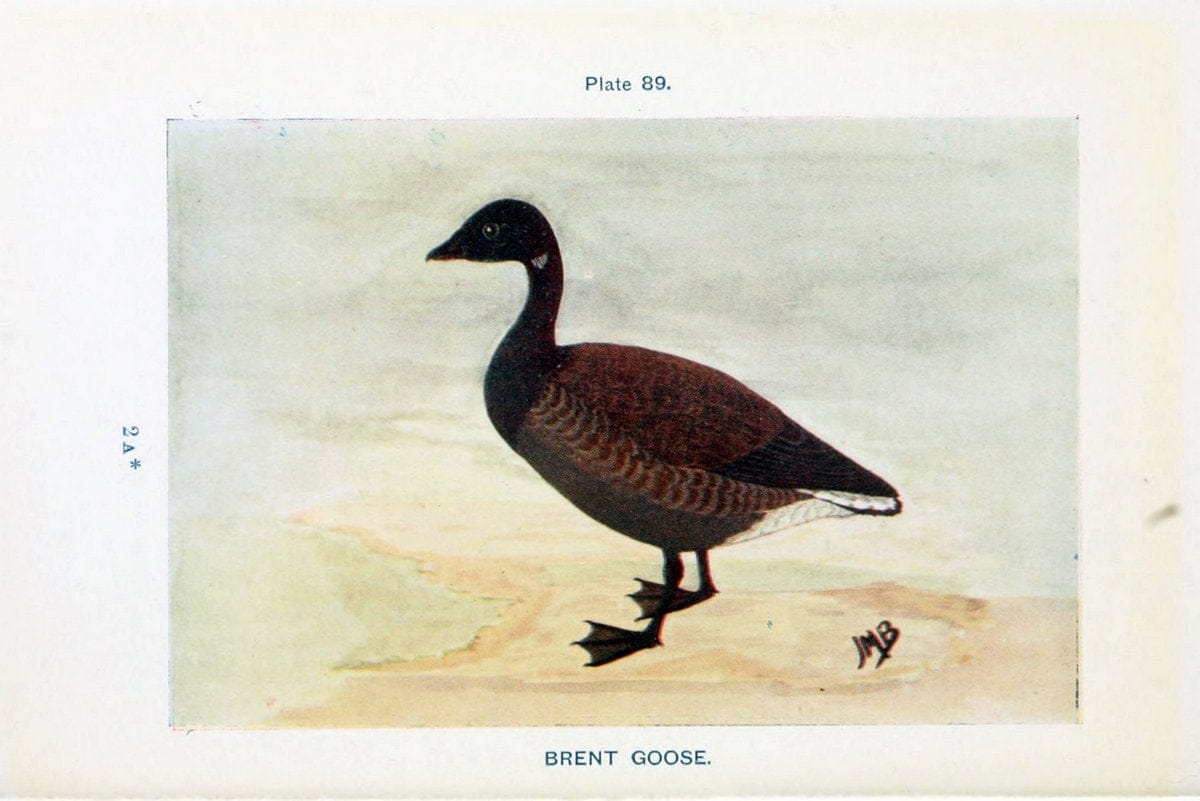 British birds & their eggs :.London :W. & R. Chambers,1909.  | Birds Eggs "Great Britain" Nests | Vintage Print Reproduction 463542