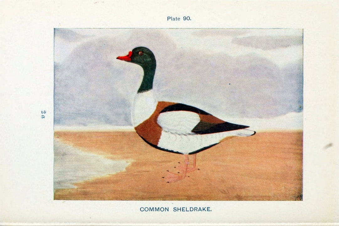 British birds & their eggs :.London :W. & R. Chambers,1909.  | Birds Eggs "Great Britain" Nests | Vintage Print Reproduction 463543