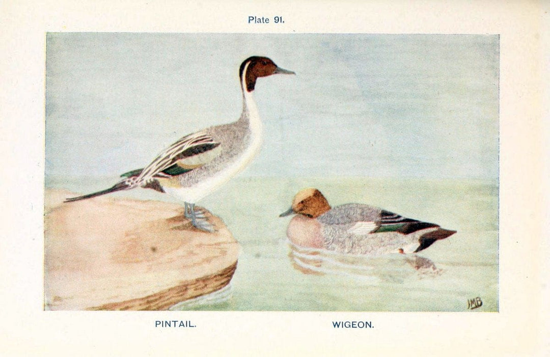 British birds & their eggs :.London :W. & R. Chambers,1909.  | Birds Eggs "Great Britain" Nests | Vintage Print Reproduction 463544