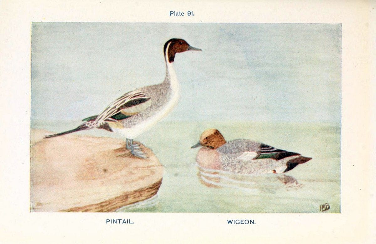 British birds & their eggs :.London :W. & R. Chambers,1909.  | Birds Eggs "Great Britain" Nests | Vintage Print Reproduction 463544