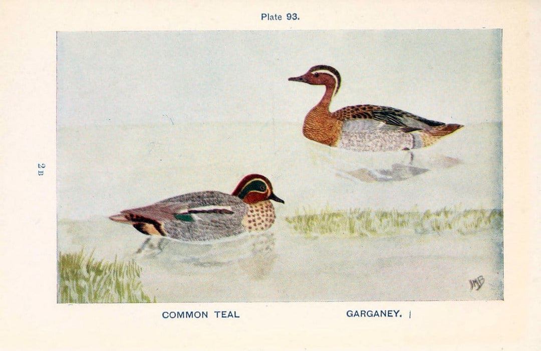 British birds & their eggs :.London :W. & R. Chambers,1909.  | Birds Eggs "Great Britain" Nests | Vintage Print Reproduction 463546