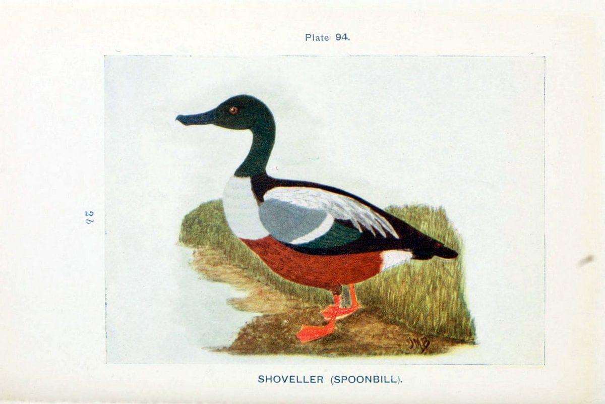 British birds & their eggs :.London :W. & R. Chambers,1909.  | Birds Eggs "Great Britain" Nests | Vintage Print Reproduction 463547
