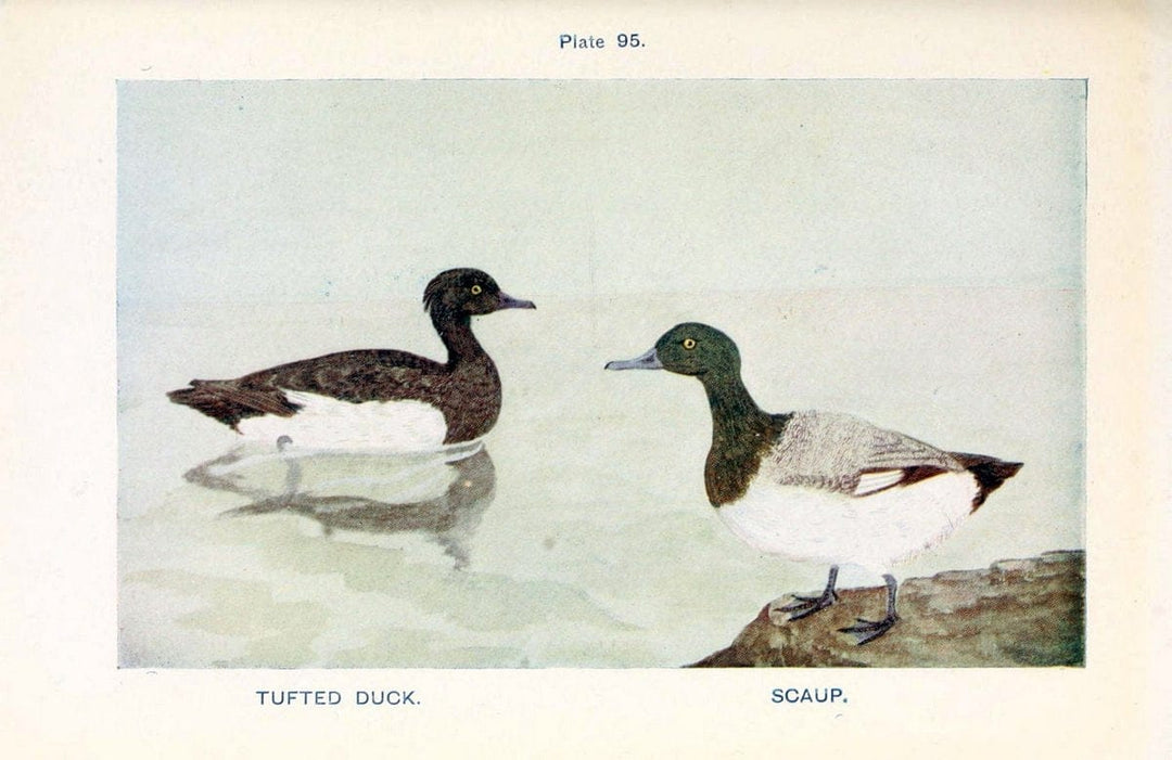 British birds & their eggs :.London :W. & R. Chambers,1909.  | Birds Eggs "Great Britain" Nests | Vintage Print Reproduction 463548