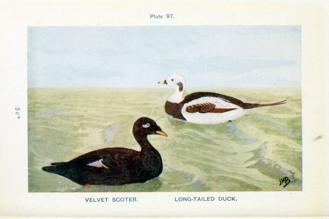 British birds & their eggs :.London :W. & R. Chambers,1909.  | Birds Eggs "Great Britain" Nests | Vintage Print Reproduction 463550