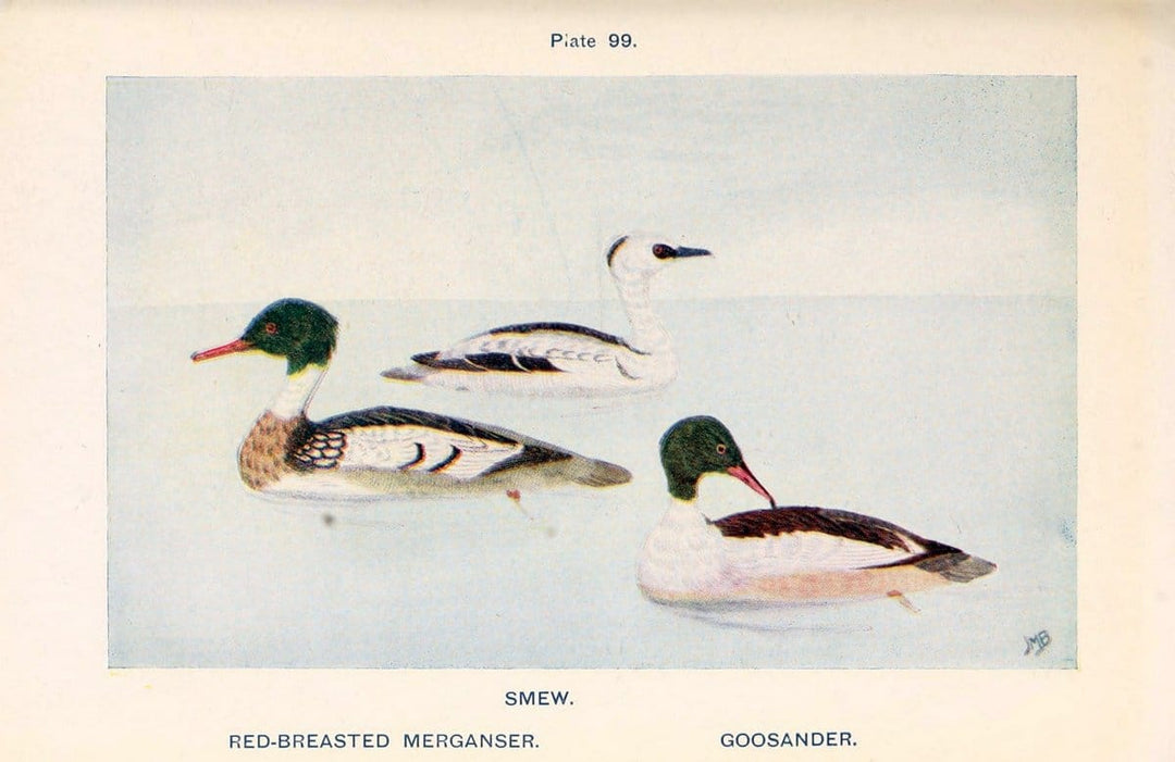 British birds & their eggs :.London :W. & R. Chambers,1909.  | Birds Eggs "Great Britain" Nests | Vintage Print Reproduction 463551