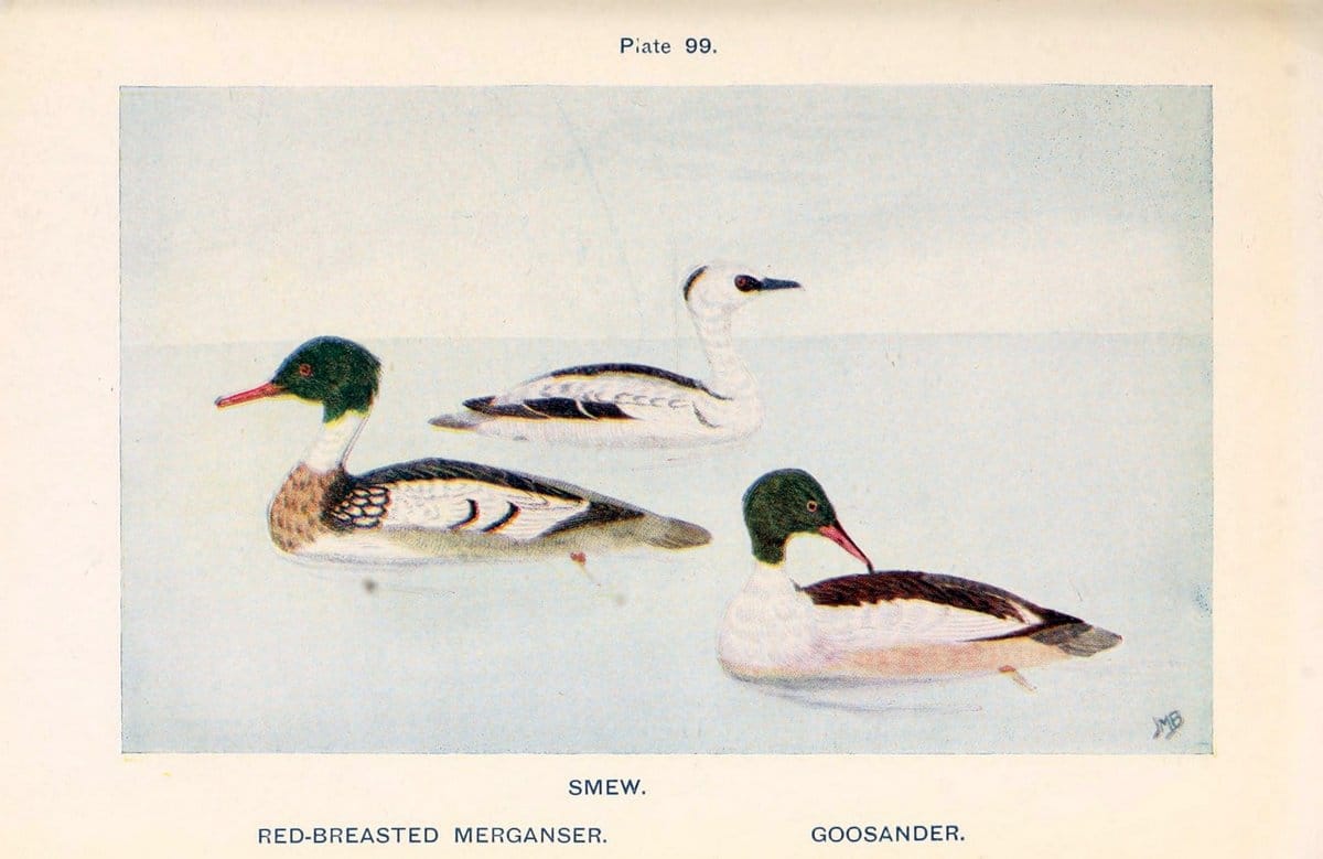 British birds & their eggs :.London :W. & R. Chambers,1909.  | Birds Eggs "Great Britain" Nests | Vintage Print Reproduction 463551