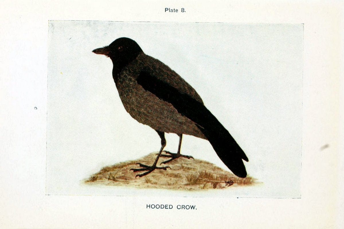 British birds & their eggs :.London :W. & R. Chambers,1909.  | Birds Eggs "Great Britain" Nests | Vintage Print Reproduction 463552