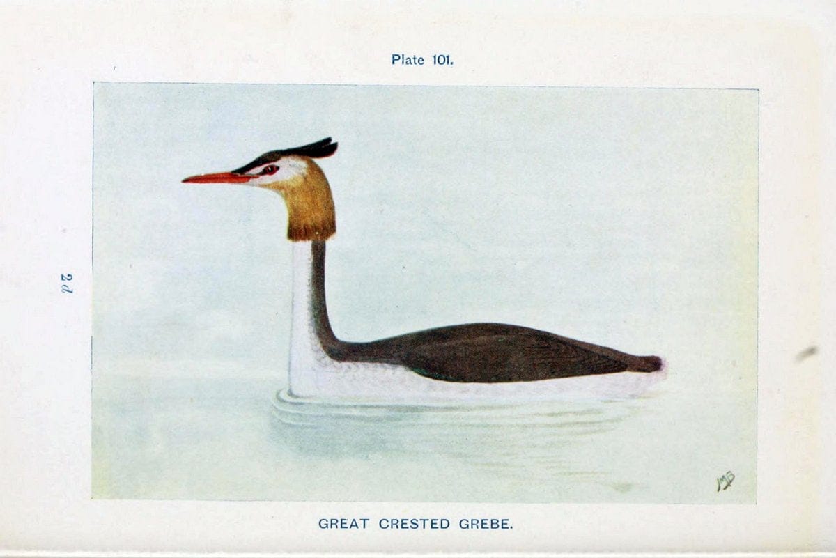 British birds & their eggs :.London :W. & R. Chambers,1909.  | Birds Eggs "Great Britain" Nests | Vintage Print Reproduction 463553