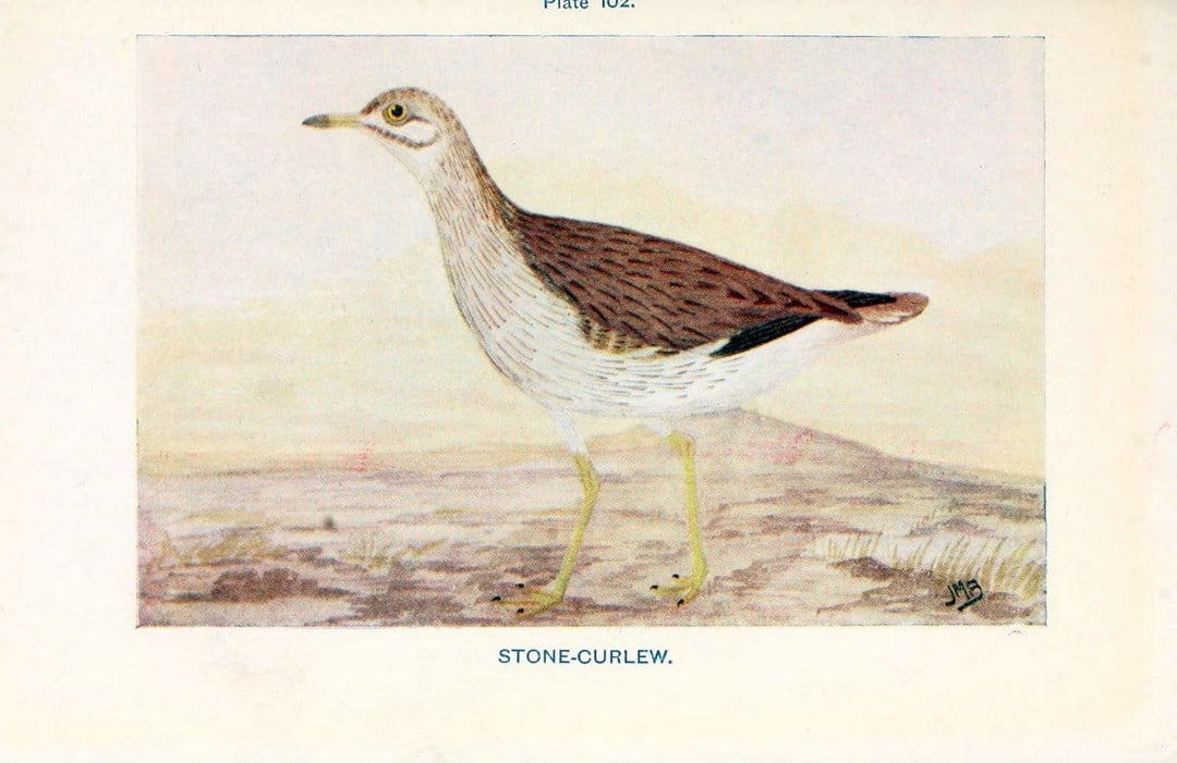 British birds & their eggs :.London :W. & R. Chambers,1909.  | Birds Eggs "Great Britain" Nests | Vintage Print Reproduction 463554
