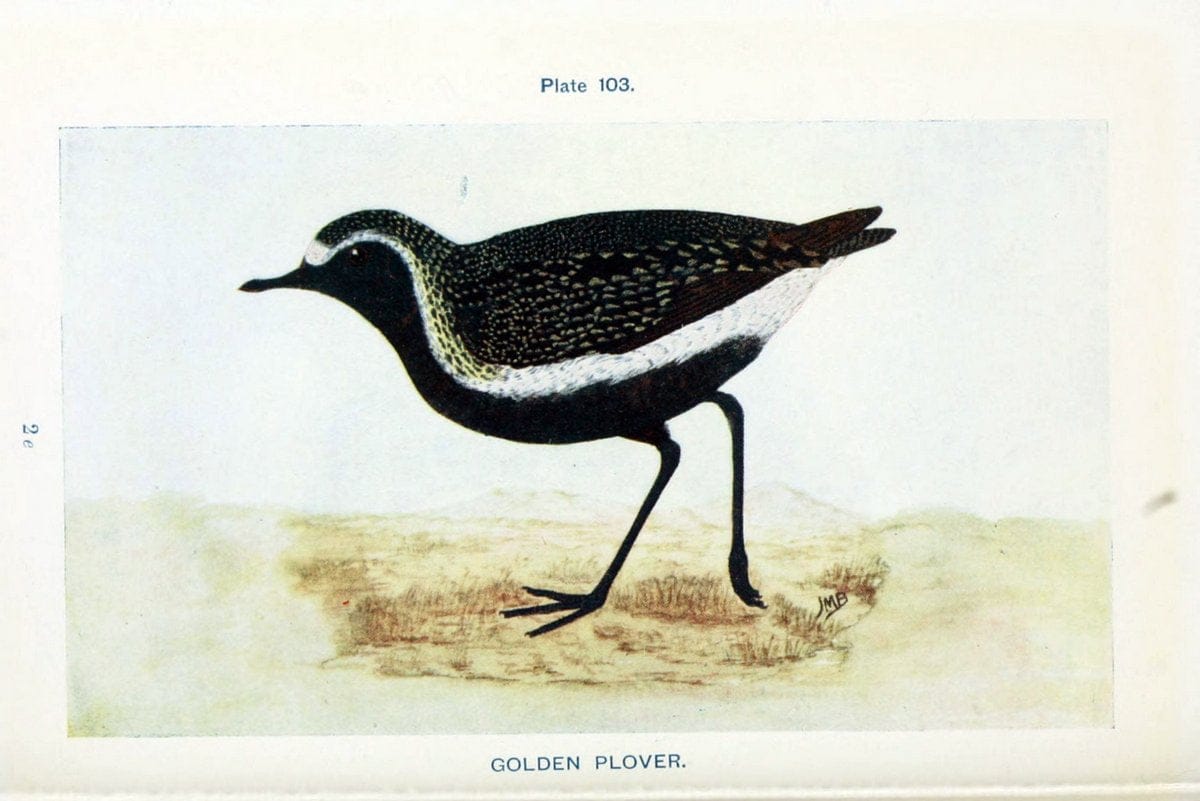 British birds & their eggs :.London :W. & R. Chambers,1909.  | Birds Eggs "Great Britain" Nests | Vintage Print Reproduction 463555