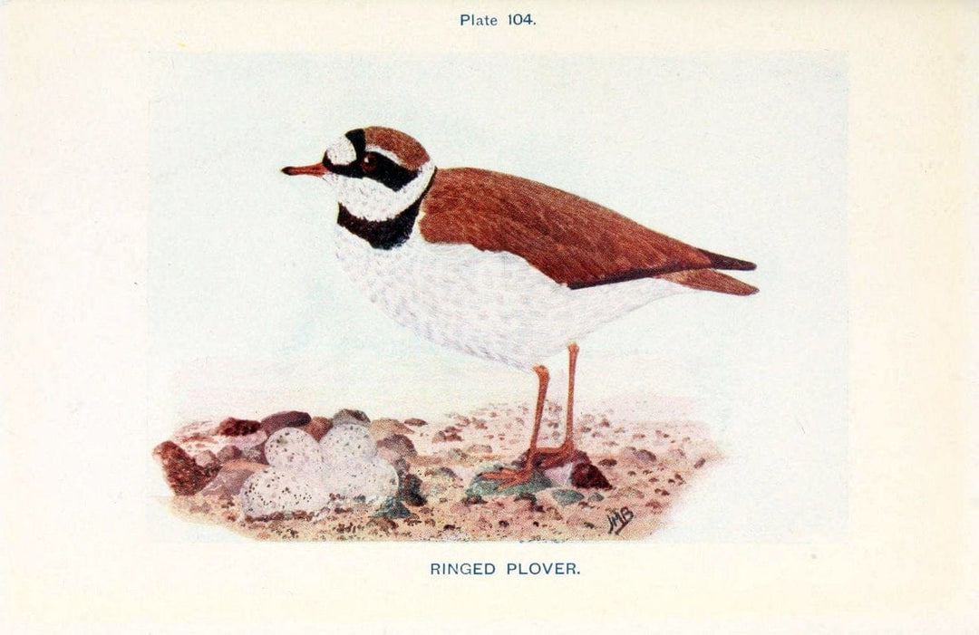 British birds & their eggs :.London :W. & R. Chambers,1909.  | Birds Eggs "Great Britain" Nests | Vintage Print Reproduction 463556