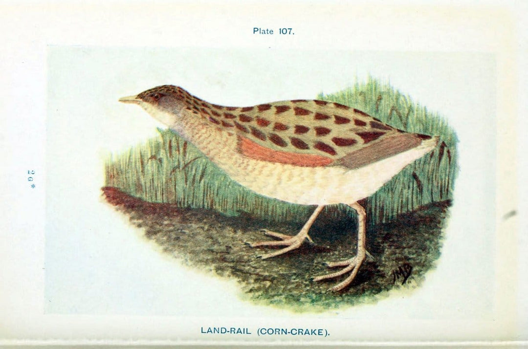 British birds & their eggs :.London :W. & R. Chambers,1909.  | Birds Eggs "Great Britain" Nests | Vintage Print Reproduction 463557
