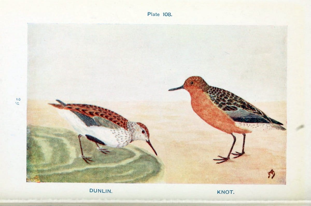 British birds & their eggs :.London :W. & R. Chambers,1909.  | Birds Eggs "Great Britain" Nests | Vintage Print Reproduction 463558