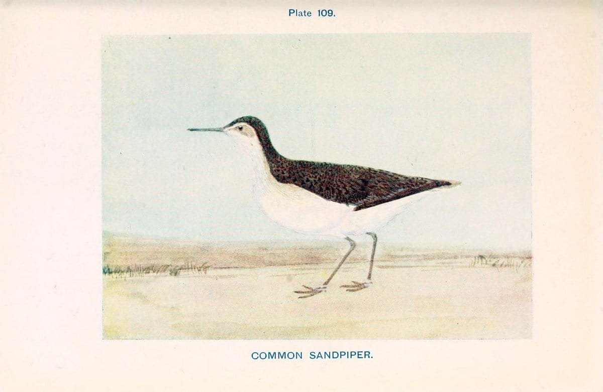 British birds & their eggs :.London :W. & R. Chambers,1909.  | Birds Eggs "Great Britain" Nests | Vintage Print Reproduction 463559