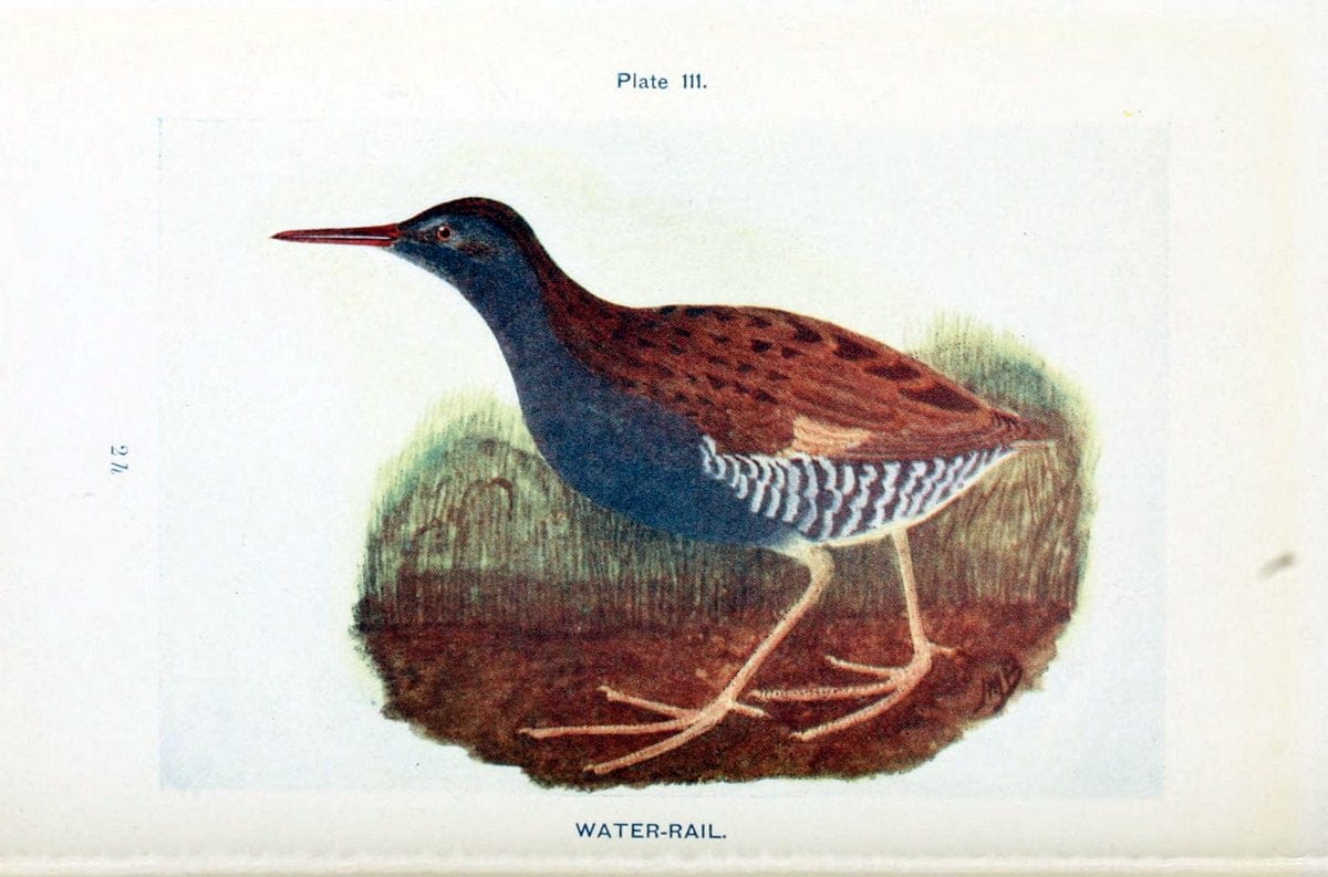 British birds & their eggs :.London :W. & R. Chambers,1909.  | Birds Eggs "Great Britain" Nests | Vintage Print Reproduction 463560