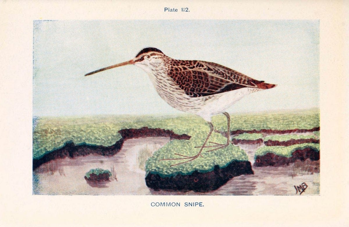 British birds & their eggs :.London :W. & R. Chambers,1909.  | Birds Eggs "Great Britain" Nests | Vintage Print Reproduction 463561