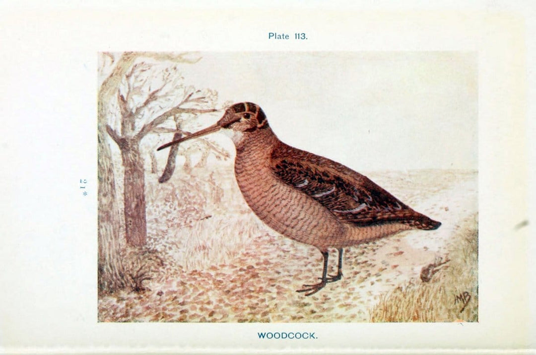 British birds & their eggs :.London :W. & R. Chambers,1909.  | Birds Eggs "Great Britain" Nests | Vintage Print Reproduction 463562