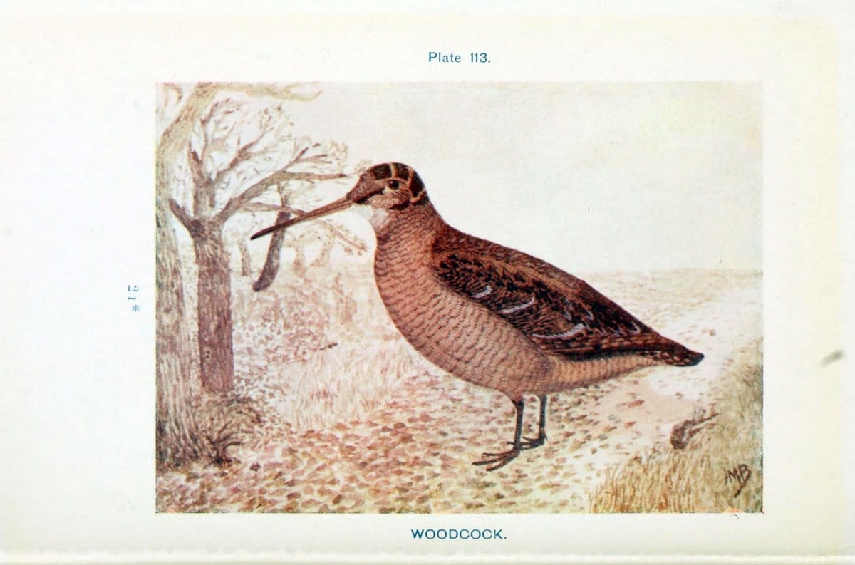 British birds & their eggs :.London :W. & R. Chambers,1909.  | Birds Eggs "Great Britain" Nests | Vintage Print Reproduction 463562