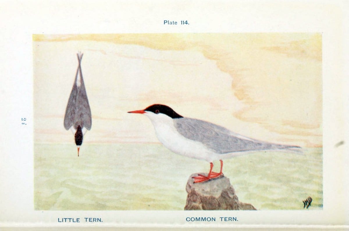 British birds & their eggs :.London :W. & R. Chambers,1909.  | Birds Eggs "Great Britain" Nests | Vintage Print Reproduction 463563